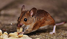 24 Hour & Emergency Exterminators in Hanksville, UT